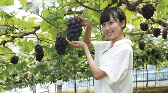 ぶどう