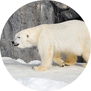 ホッキョクグマ