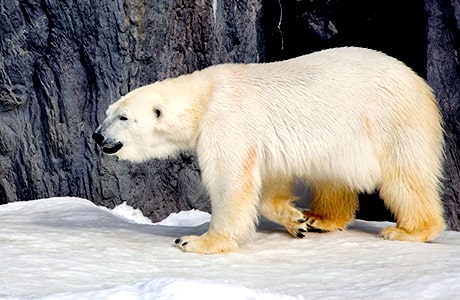 ホッキョクグマ