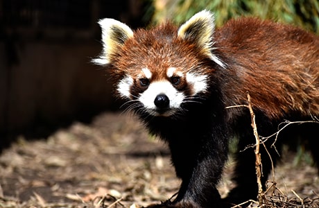 レッサーパンダ