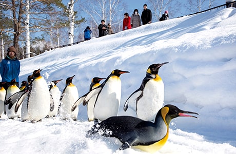 キングペンギン