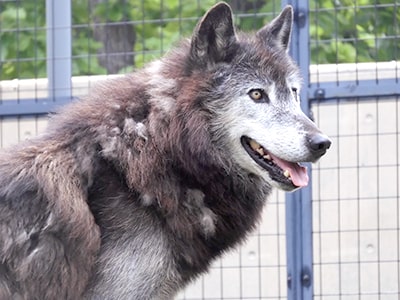 シンリンオオカミ