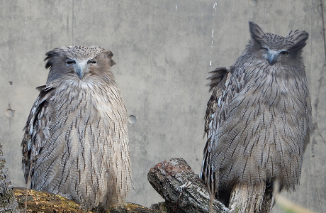 シマフクロウ舎