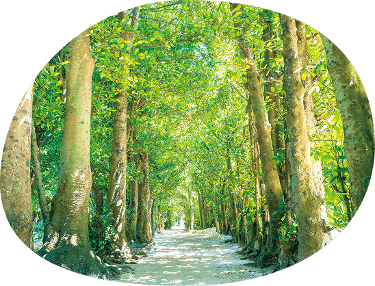 フクギ並木の写真