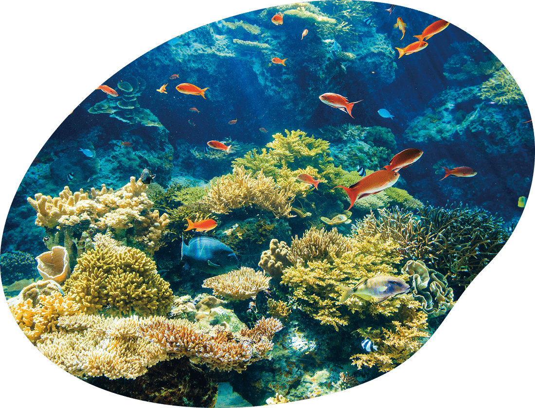 サンゴの海の水槽の写真