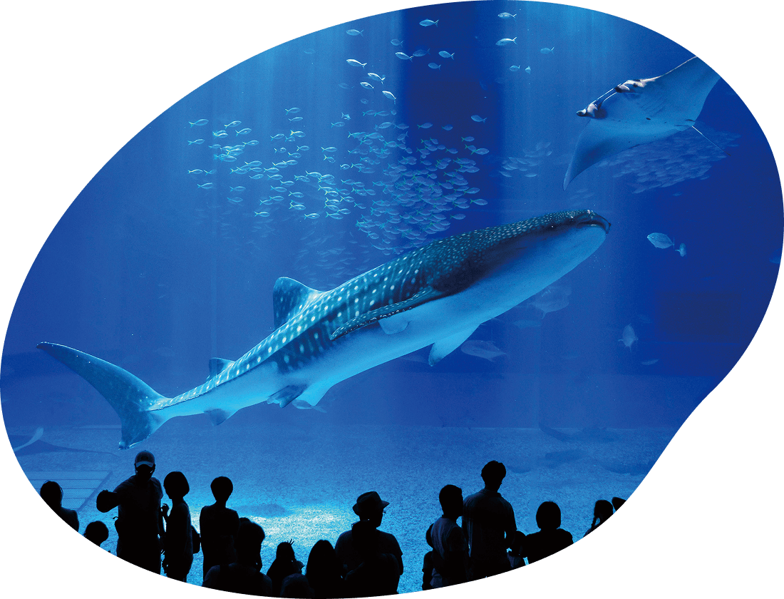 世界最大級の水槽「黒潮の海」で泳ぐジンベエザメや魚たちの写真