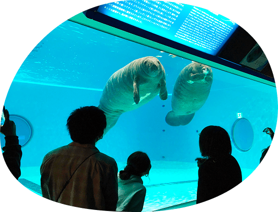 マナティー館場の写真