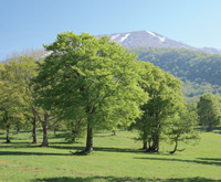妙高高原