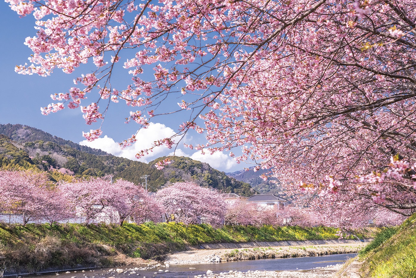 河津桜